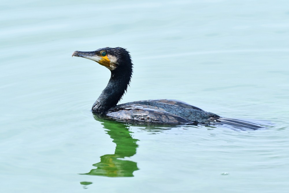 Баклан великий - ML645982854