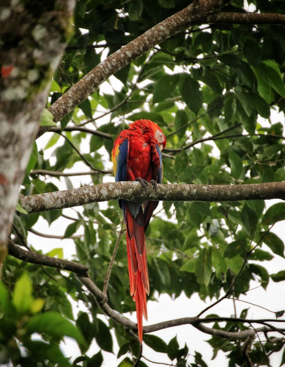 Араканга - ML645982855