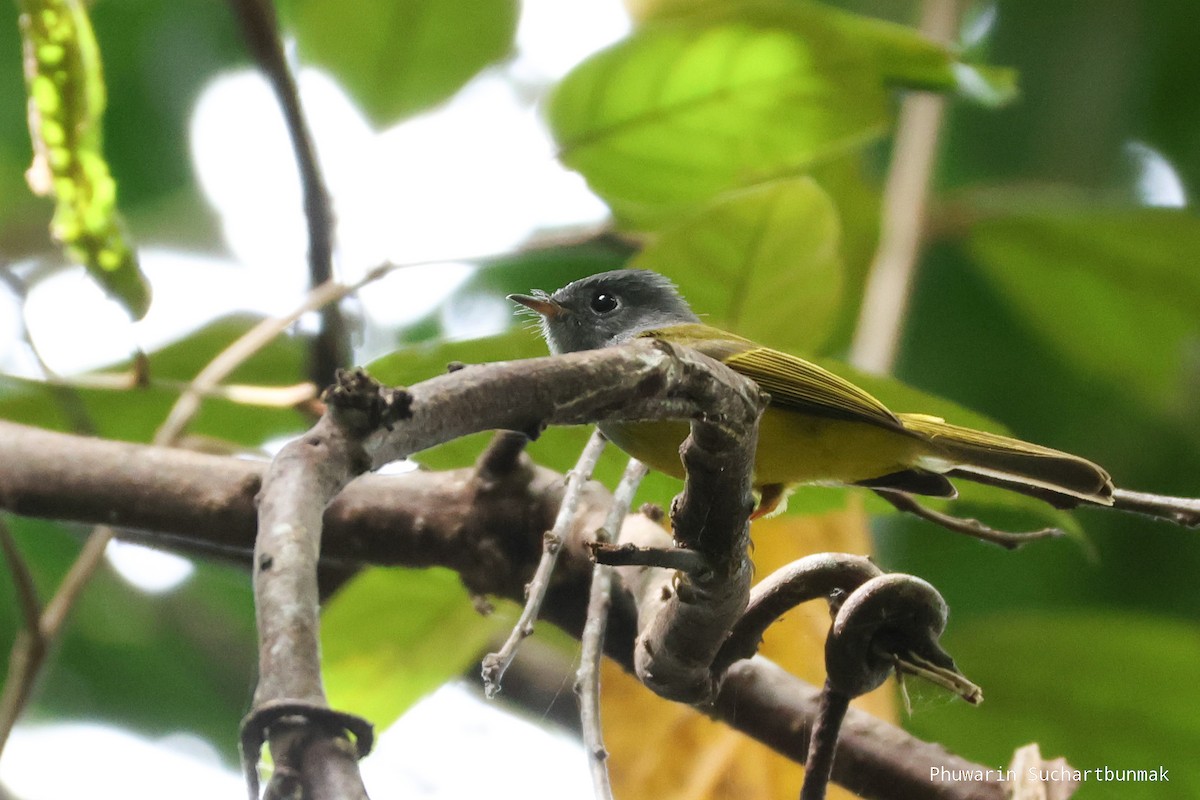 Канарниця сіроголова - ML645982857