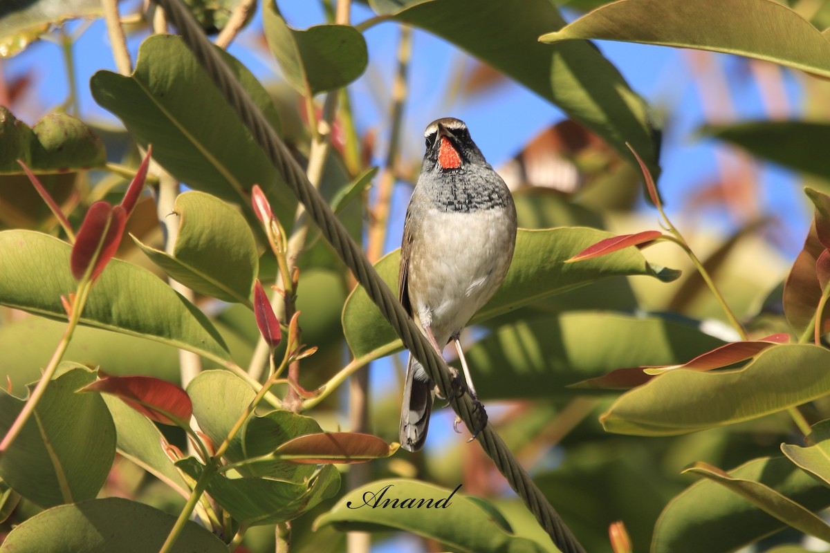 Соловейко білохвостий - ML645982858