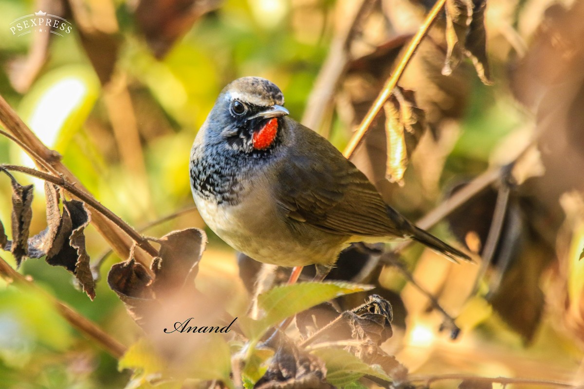 Соловейко білохвостий - ML645982859