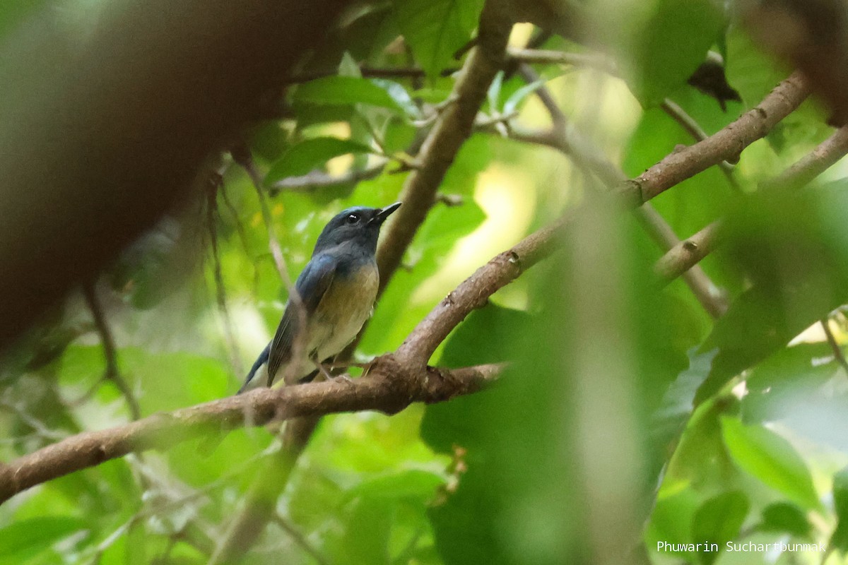 Нільтава темновола - ML645982860