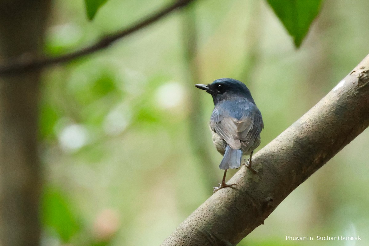 Нільтава темновола - ML645982861