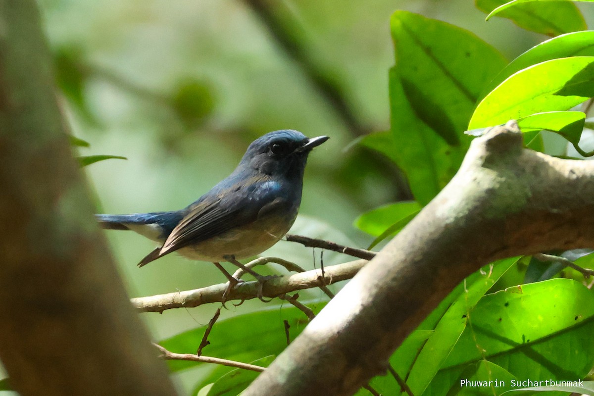 Нільтава темновола - ML645982862