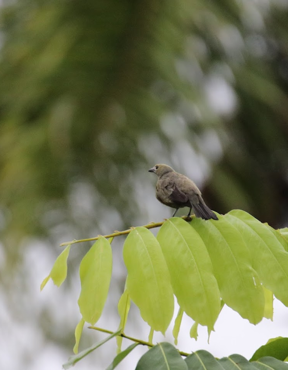Саяка пальмова - ML645982864