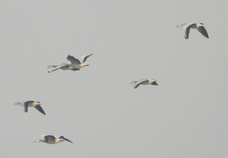 Гуска гірська - ML645982865