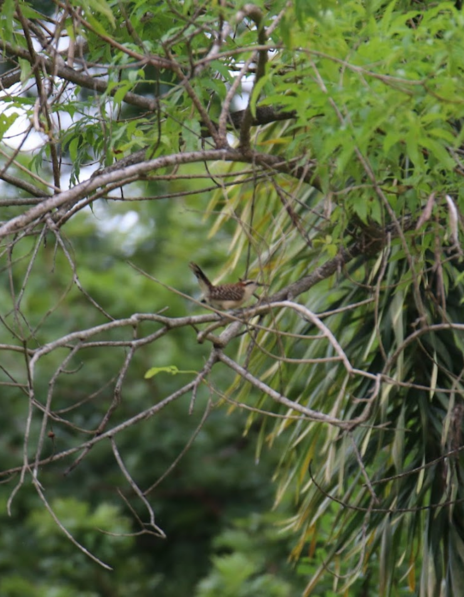 Rufous-backed Wren - ML645982866