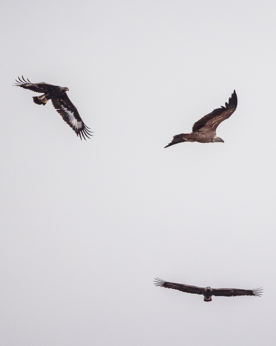 Steinadler - ML645982867