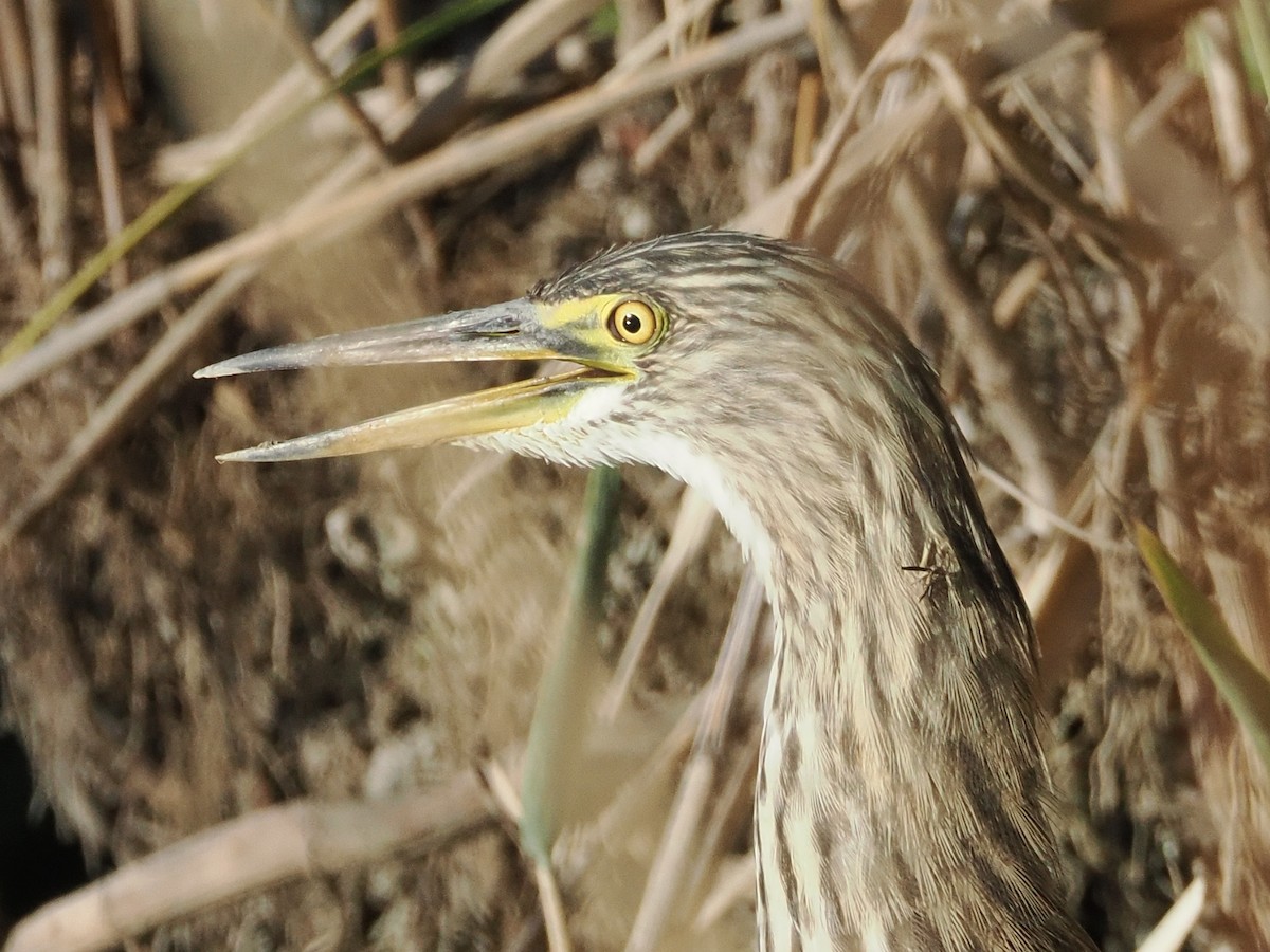 volavka čínská - ML645982868