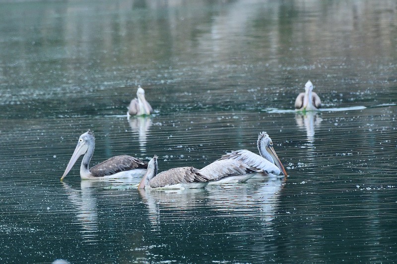 Graupelikan - ML645982869