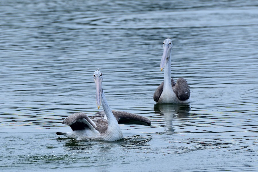 Graupelikan - ML645982870