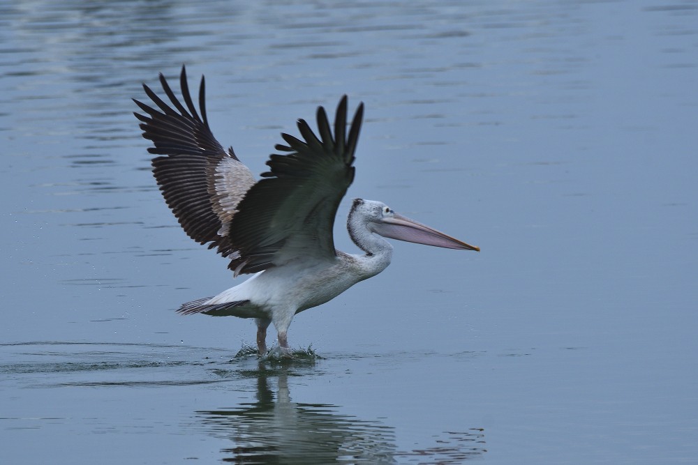 Graupelikan - ML645982871