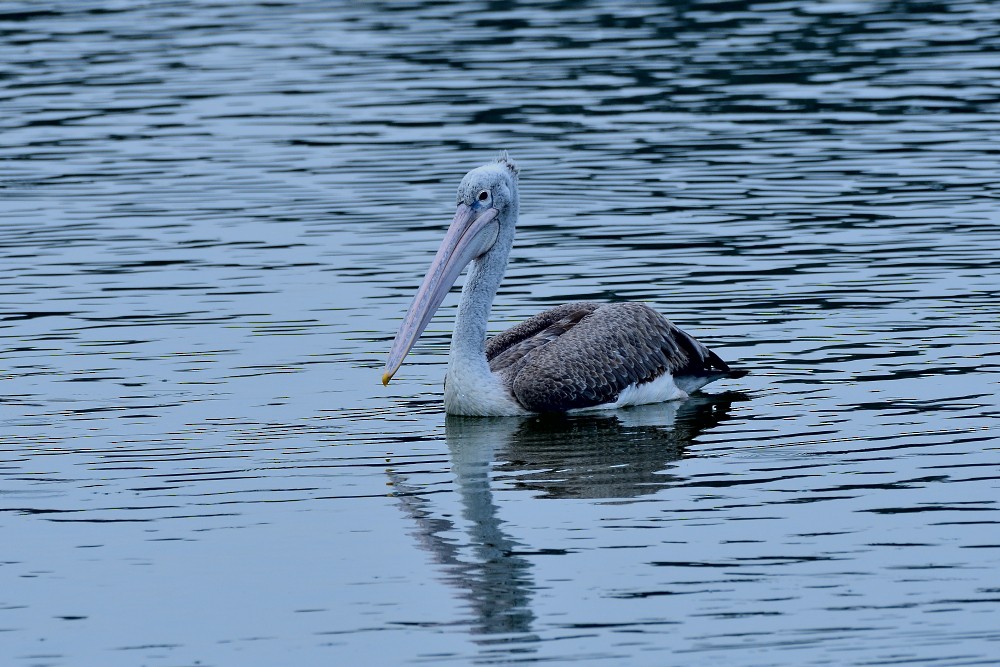 Graupelikan - ML645982872