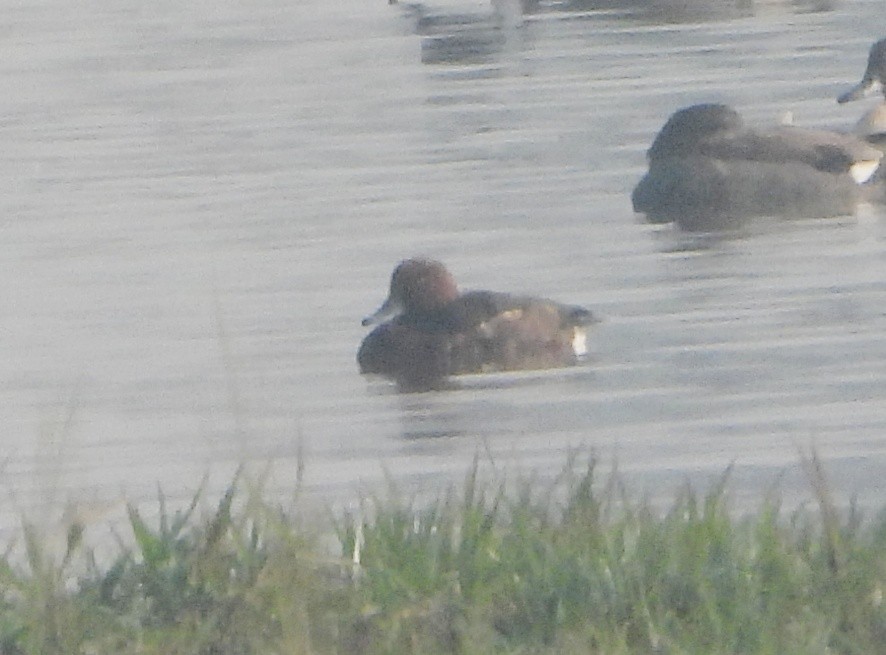 Moorente - ML645982874