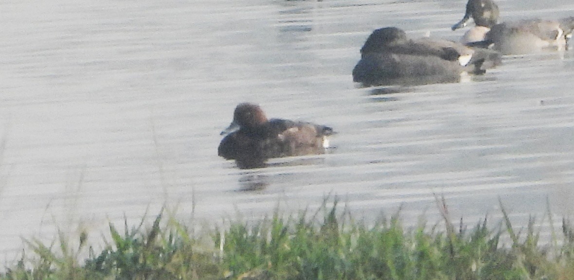 Moorente - ML645982875