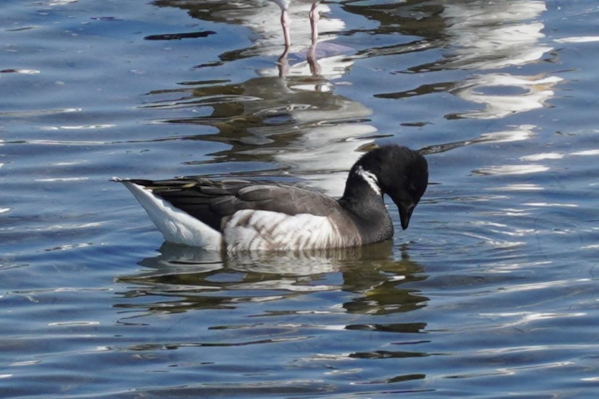 Ringelgans - ML645982876