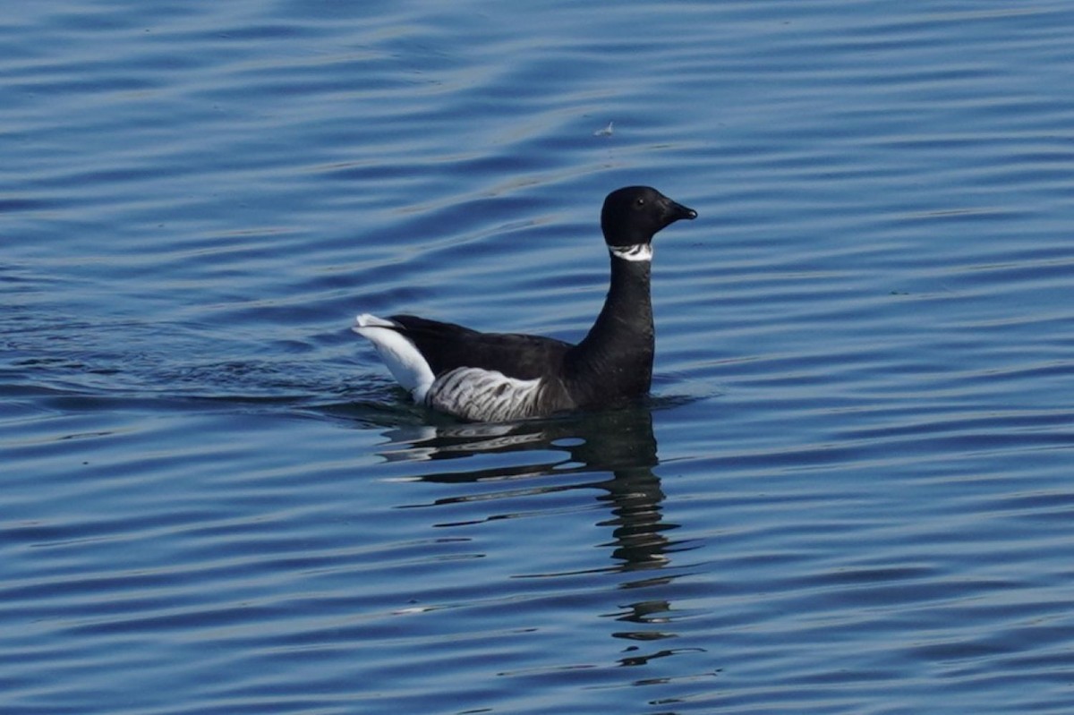 Ringelgans - ML645982877