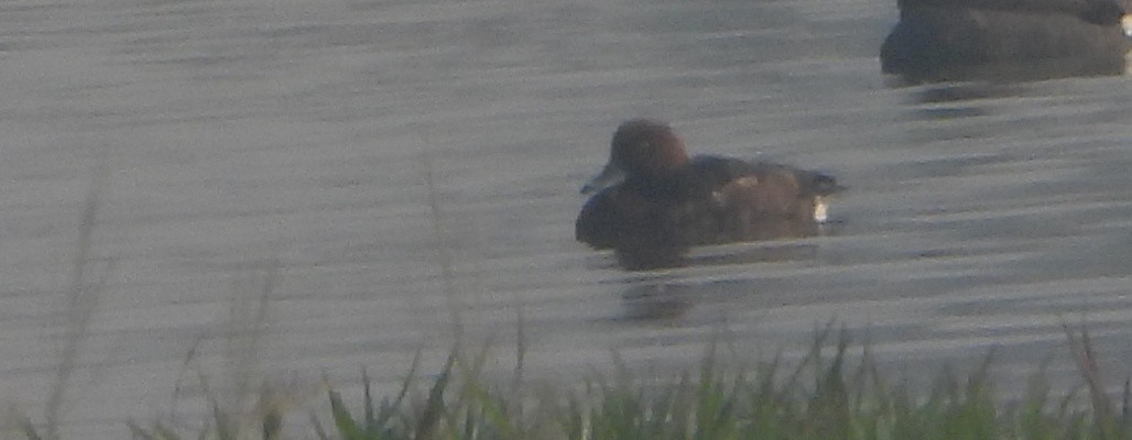 Moorente - ML645982878