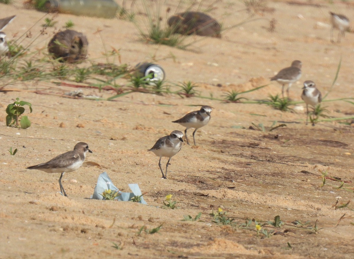 Tibetregenpfeifer - ML645982879