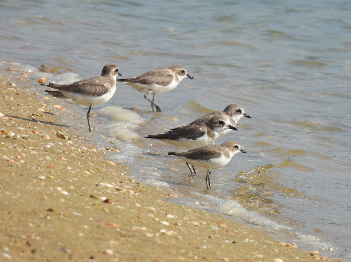 Tibetregenpfeifer - ML645982880