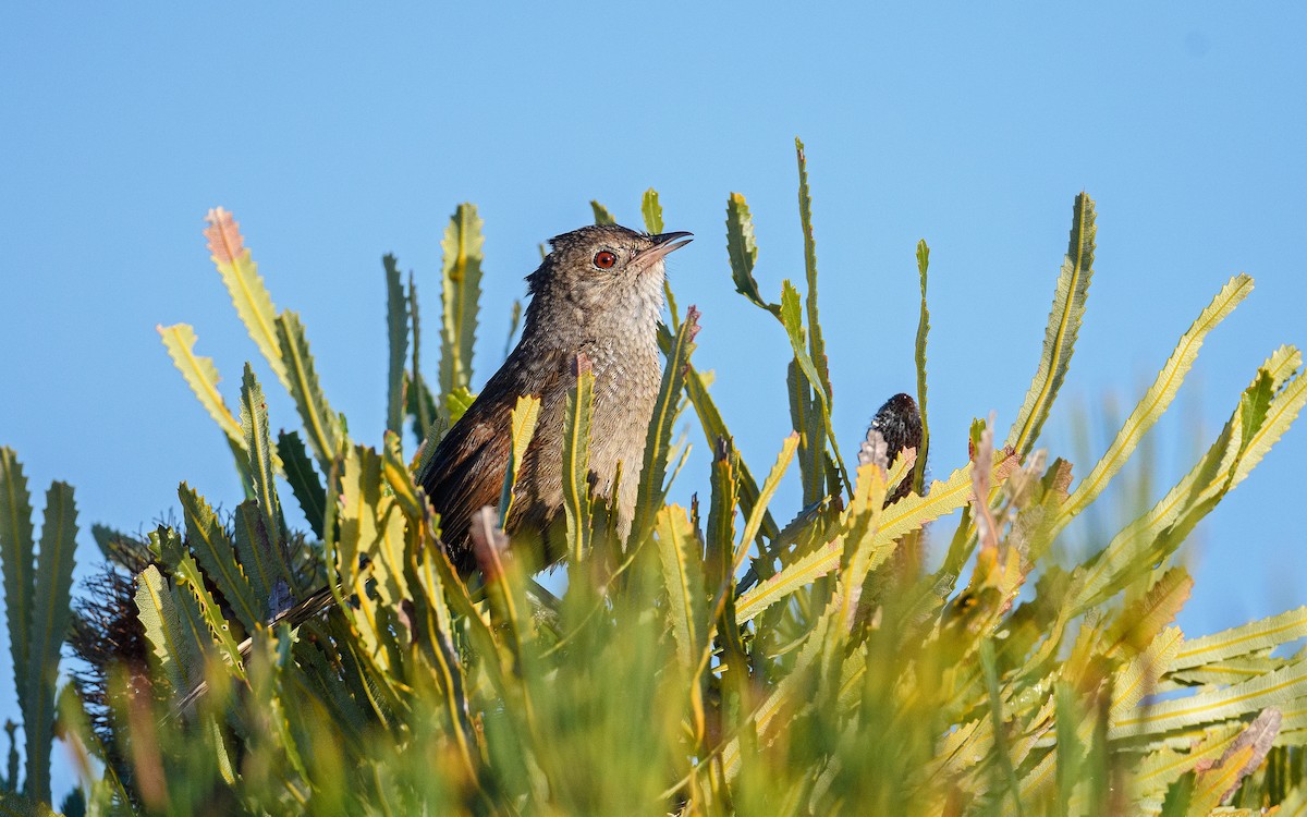 Western Bristlebird - ML645982881