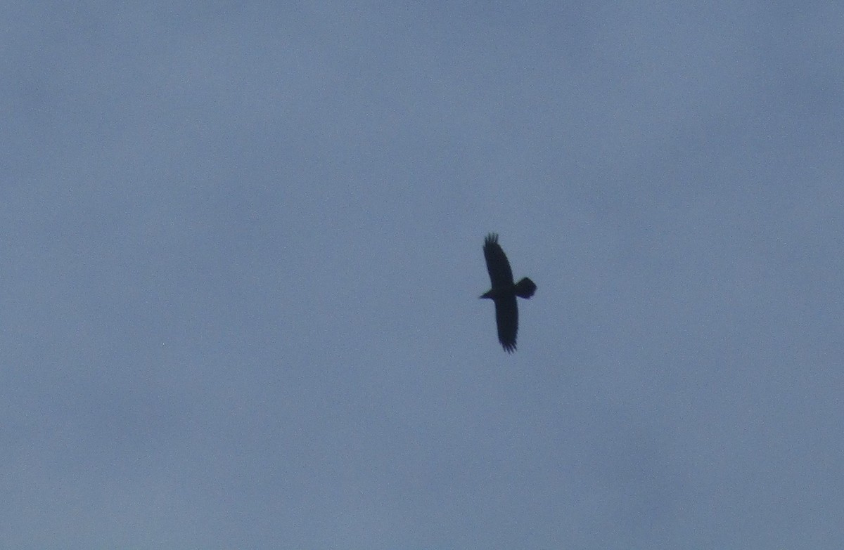 Common Raven - ML645982882