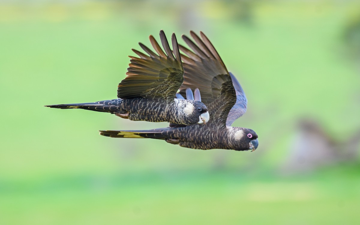 Baudin's Black-Cockatoo - ML645982883