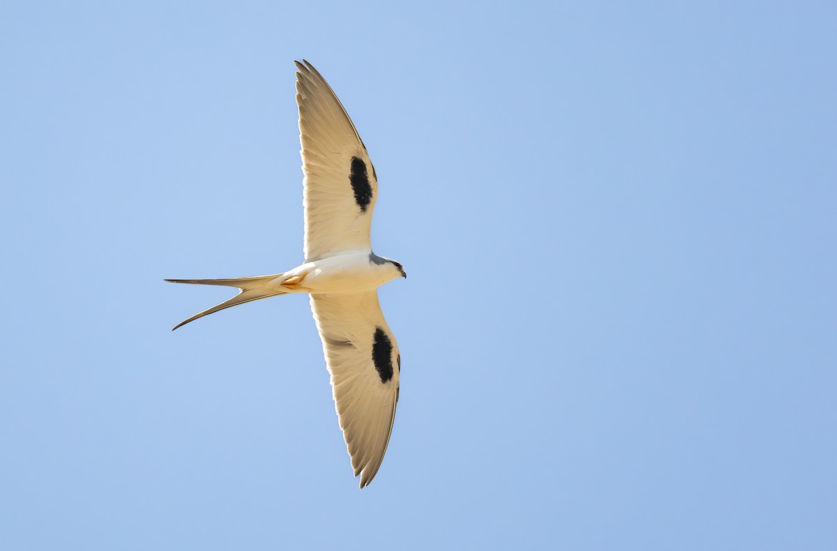 Scissor-tailed Kite - ML645982884