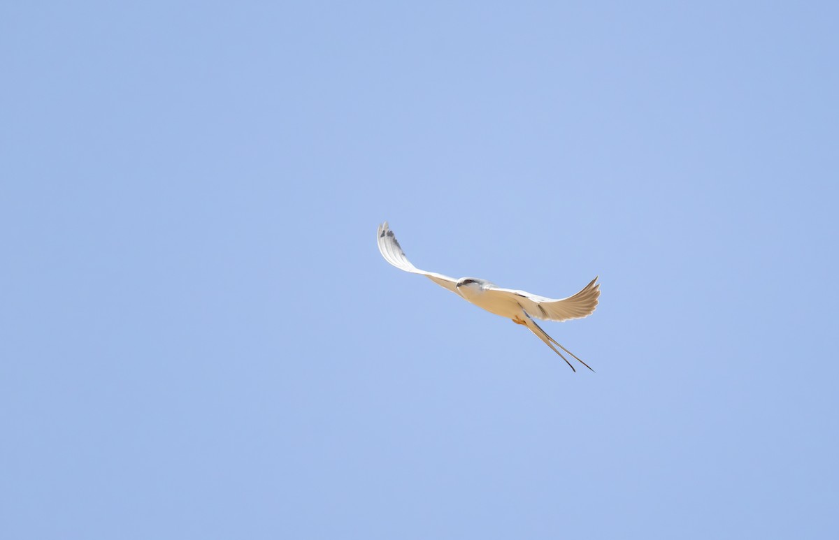 Scissor-tailed Kite - ML645982885