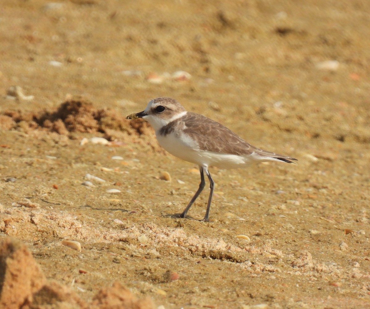 Kentish Plover - ML645982886