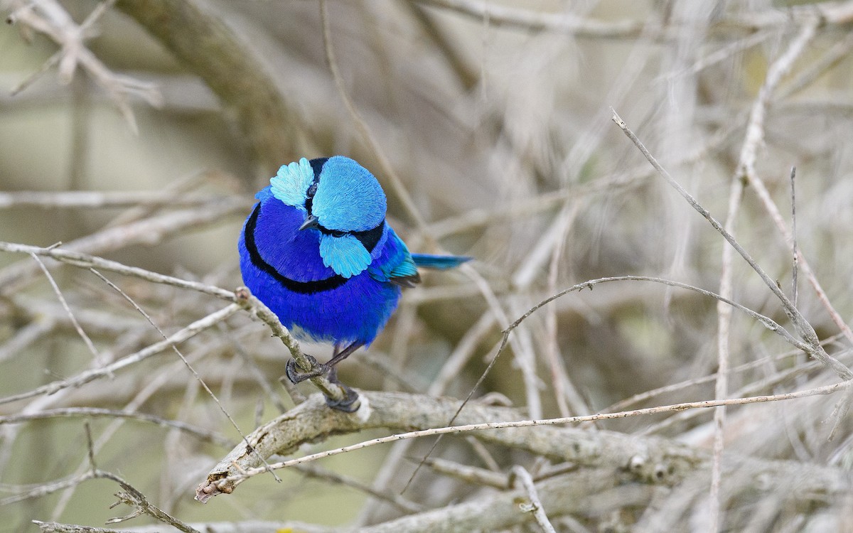 Splendid Fairywren - ML645982887