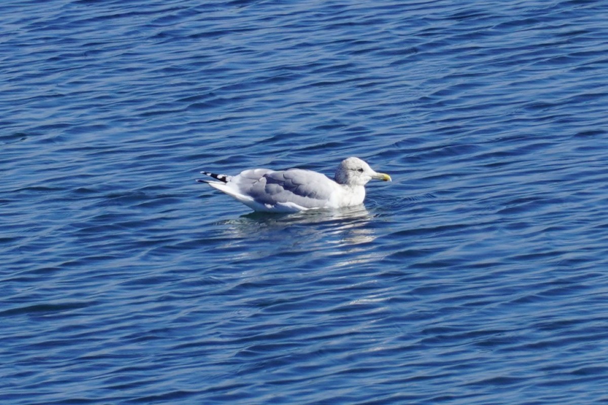 American Herring Gull - ML645982888