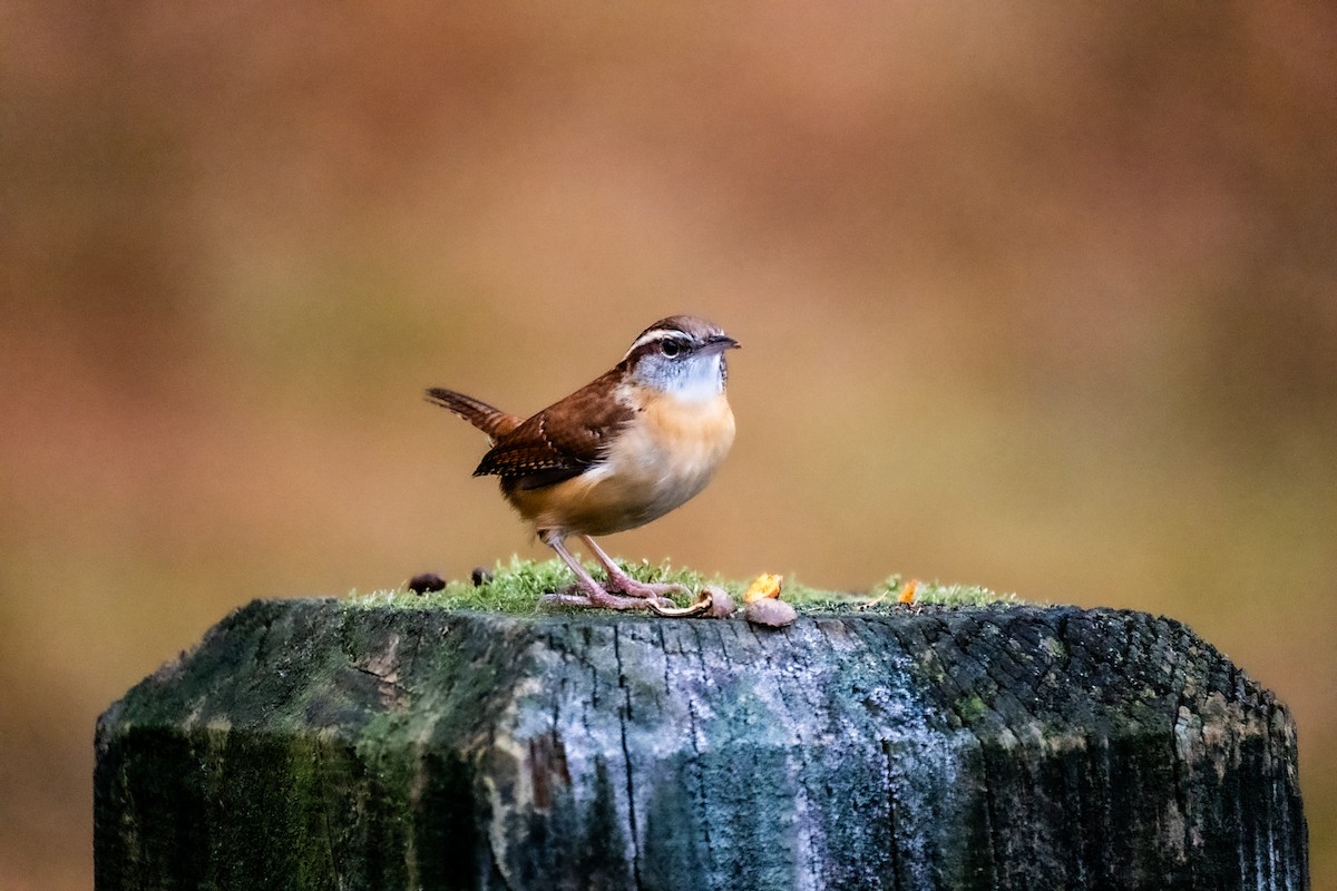 Carolina Wren - ML645982889
