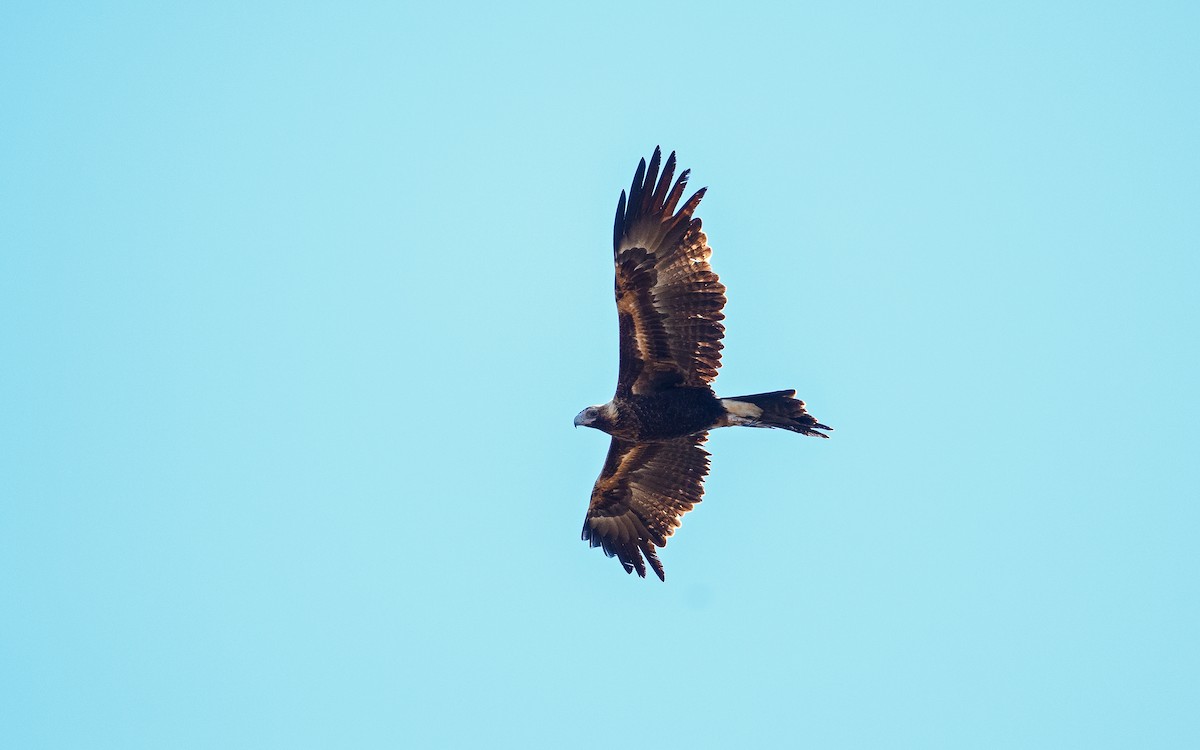 Wedge-tailed Eagle - ML645982890