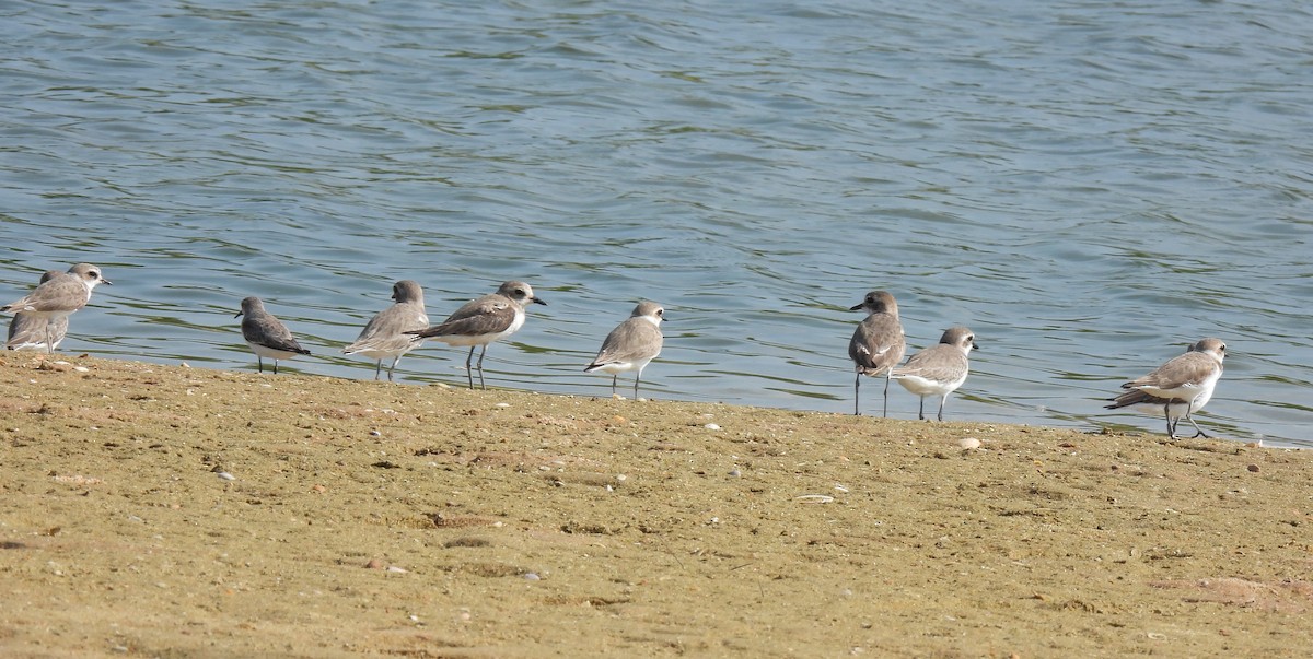 Tibetan Sand-Plover - ML645982891