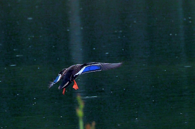 Indian Spot-billed Duck - ML645982892