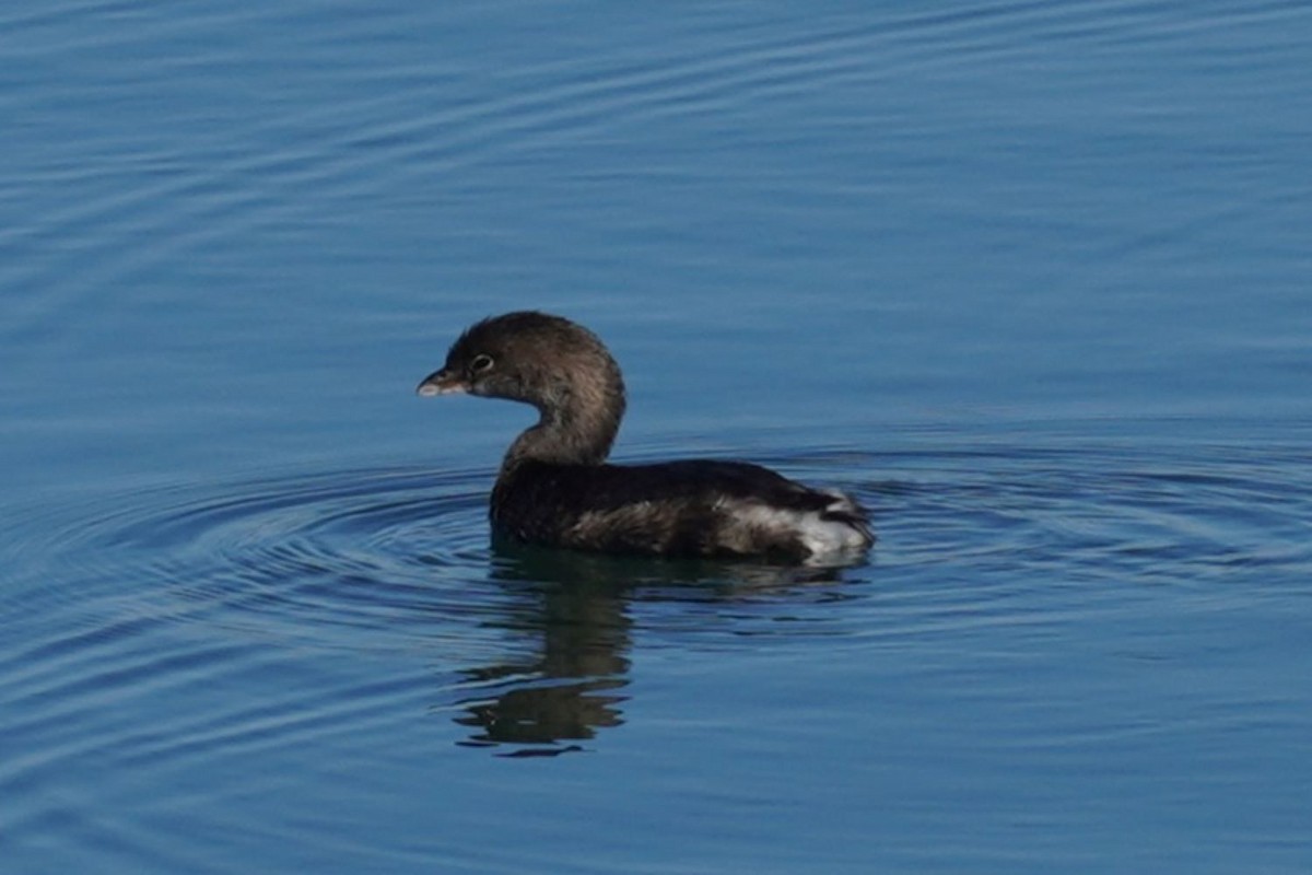 Pied-billed Grebe - ML645982895