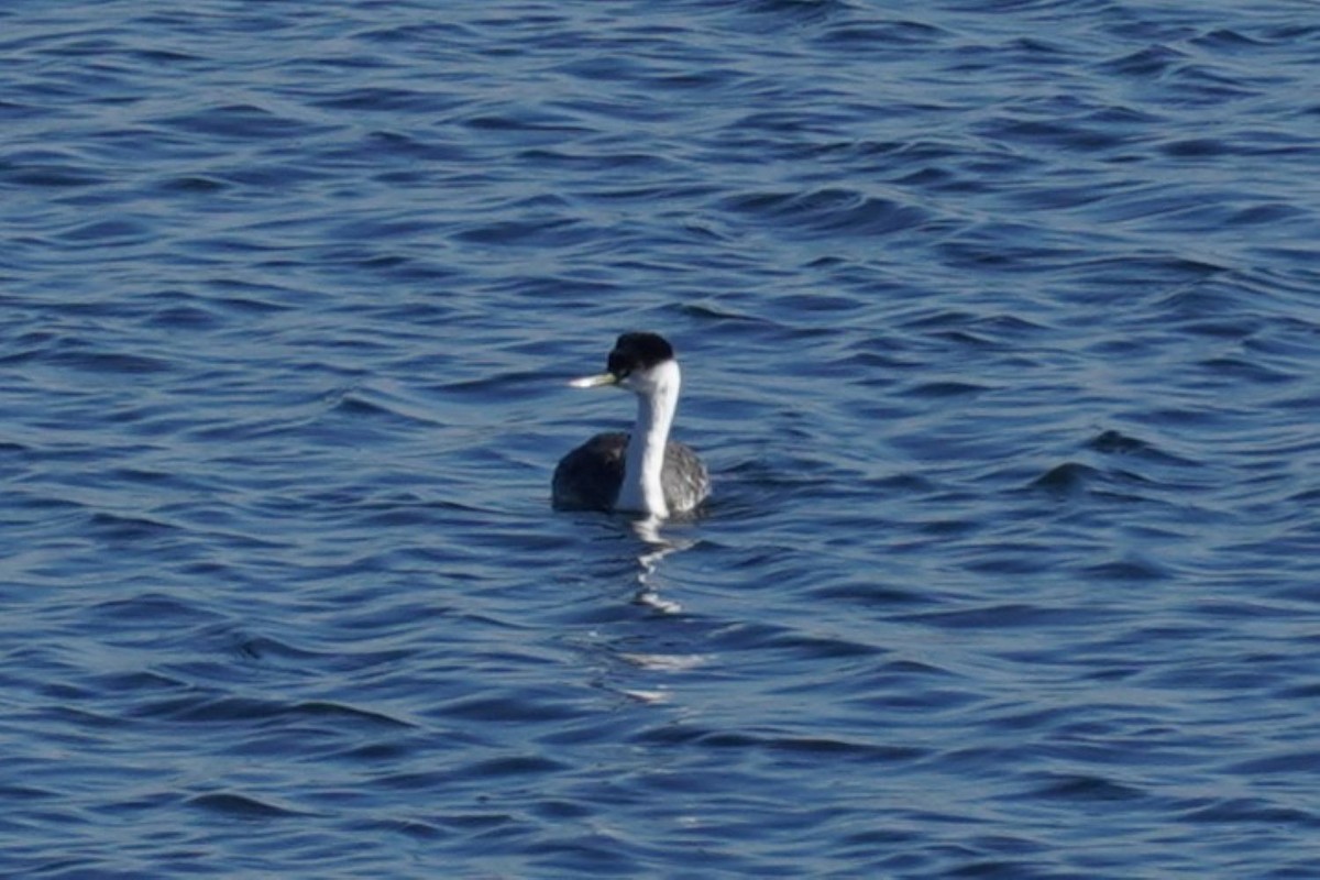 Western Grebe - ML645982896