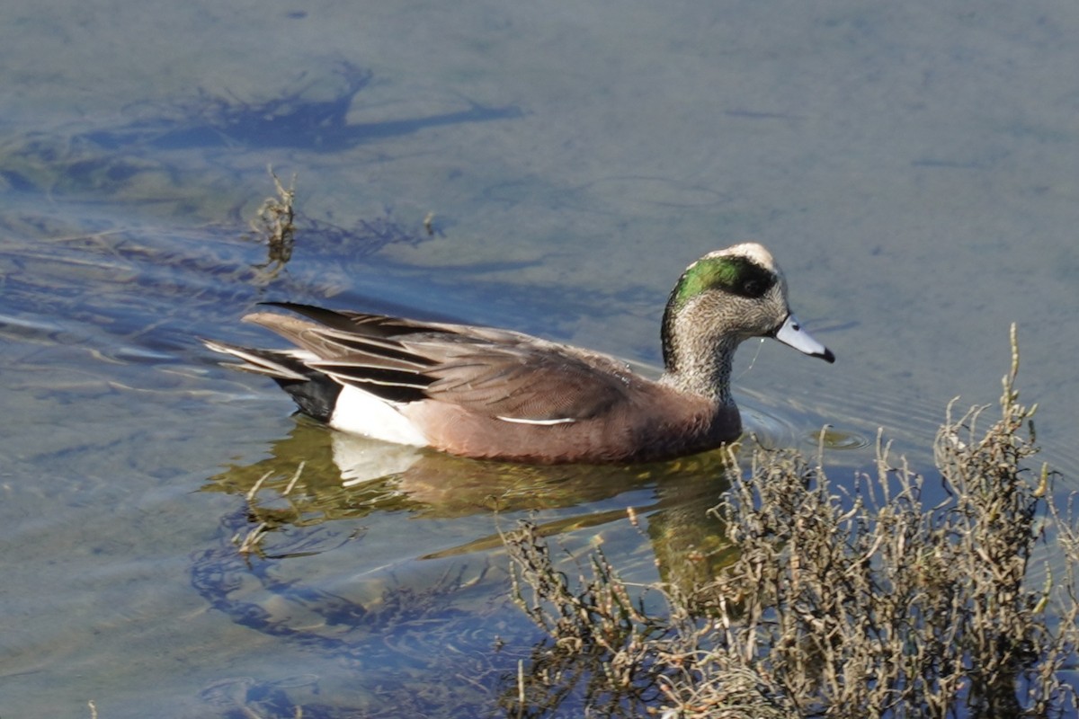 American Wigeon - ML645982897