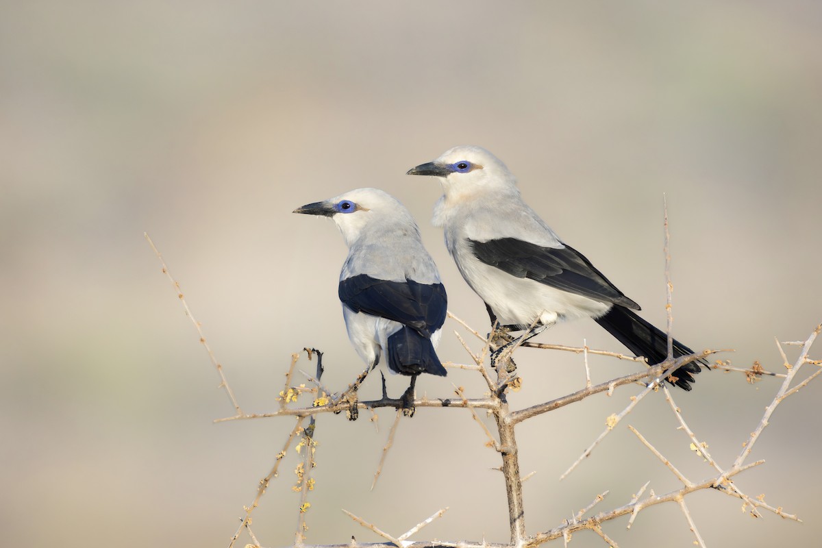 Ethiopian Bushcrow - ML645982898