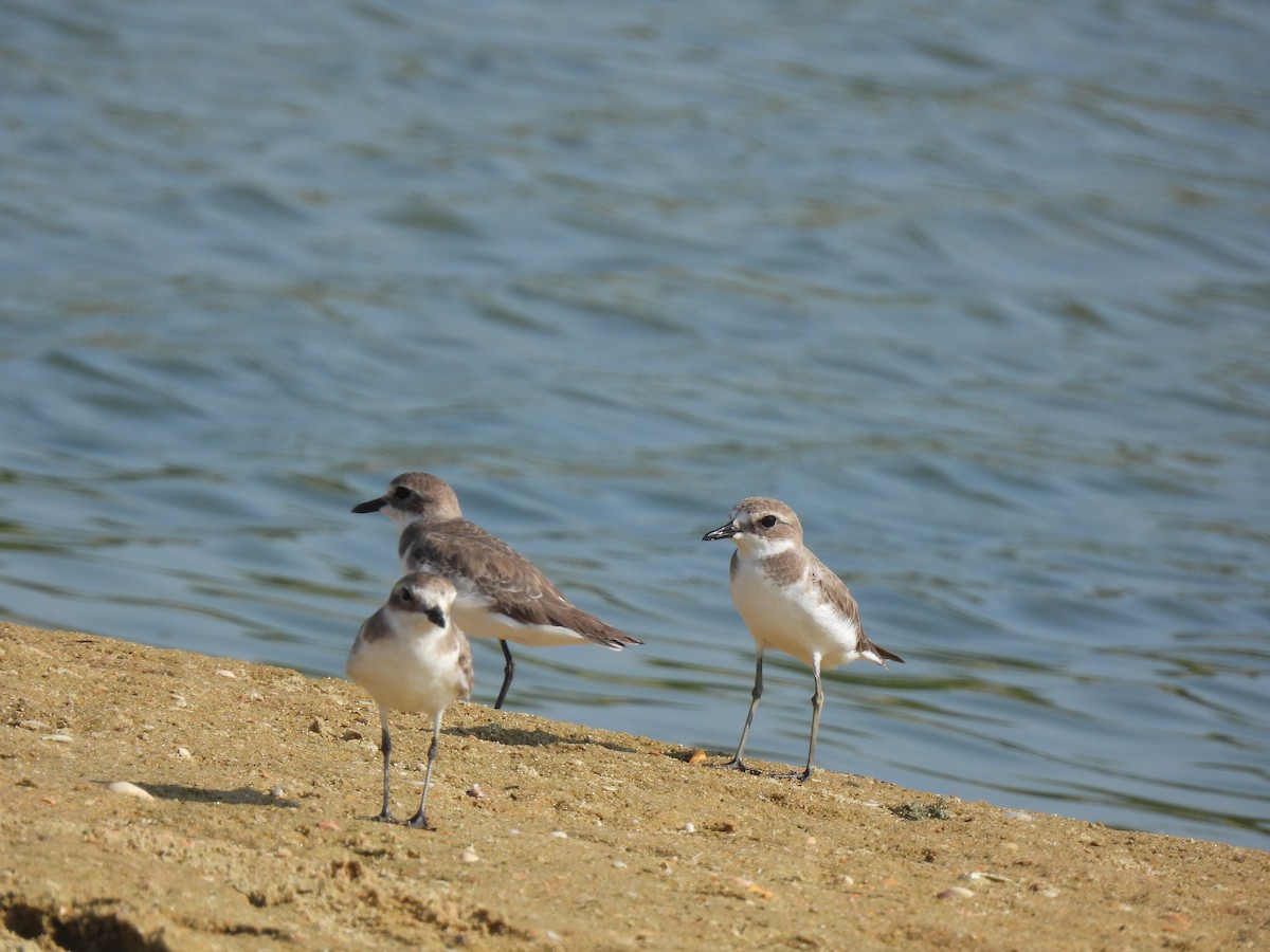 Tibetan Sand-Plover - ML645982900