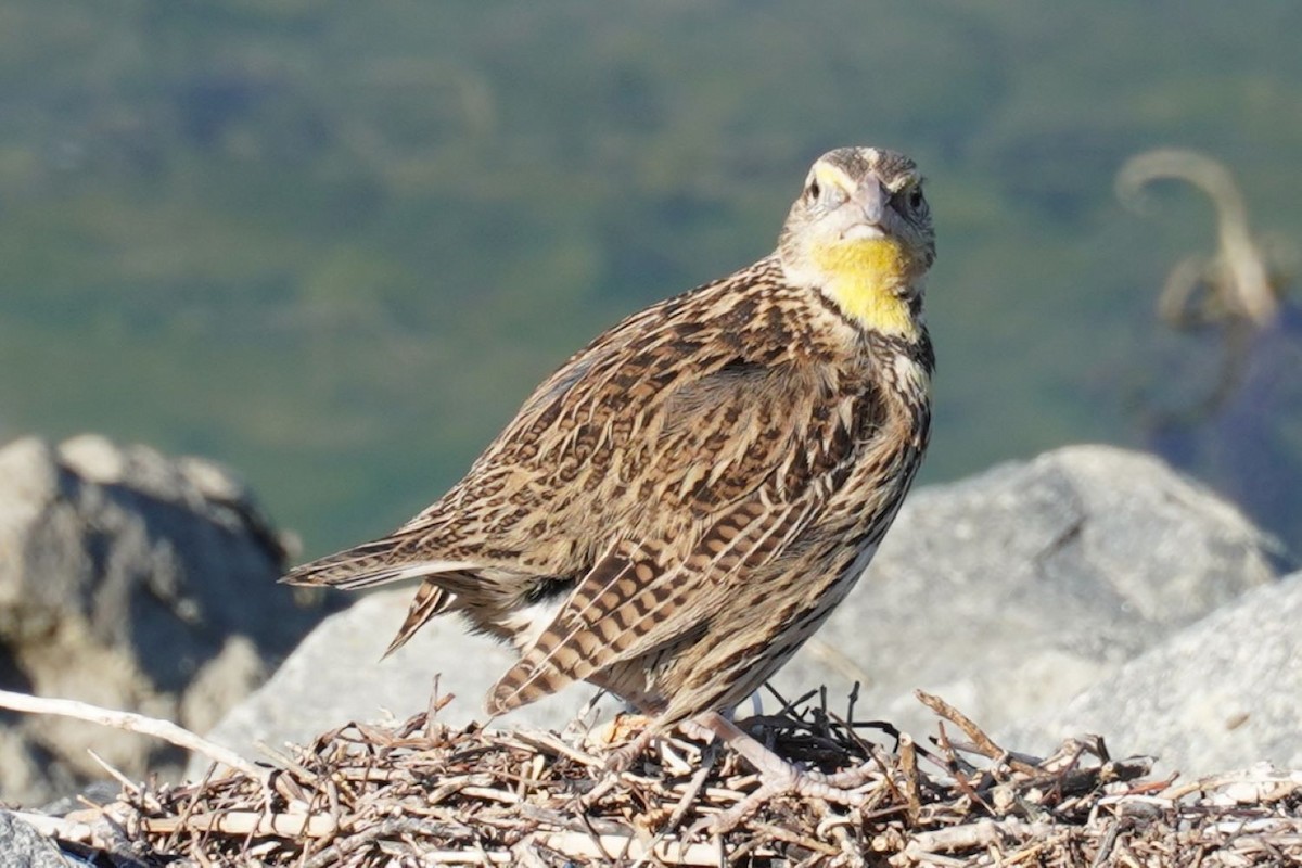 Шпаркос західний - ML645982901