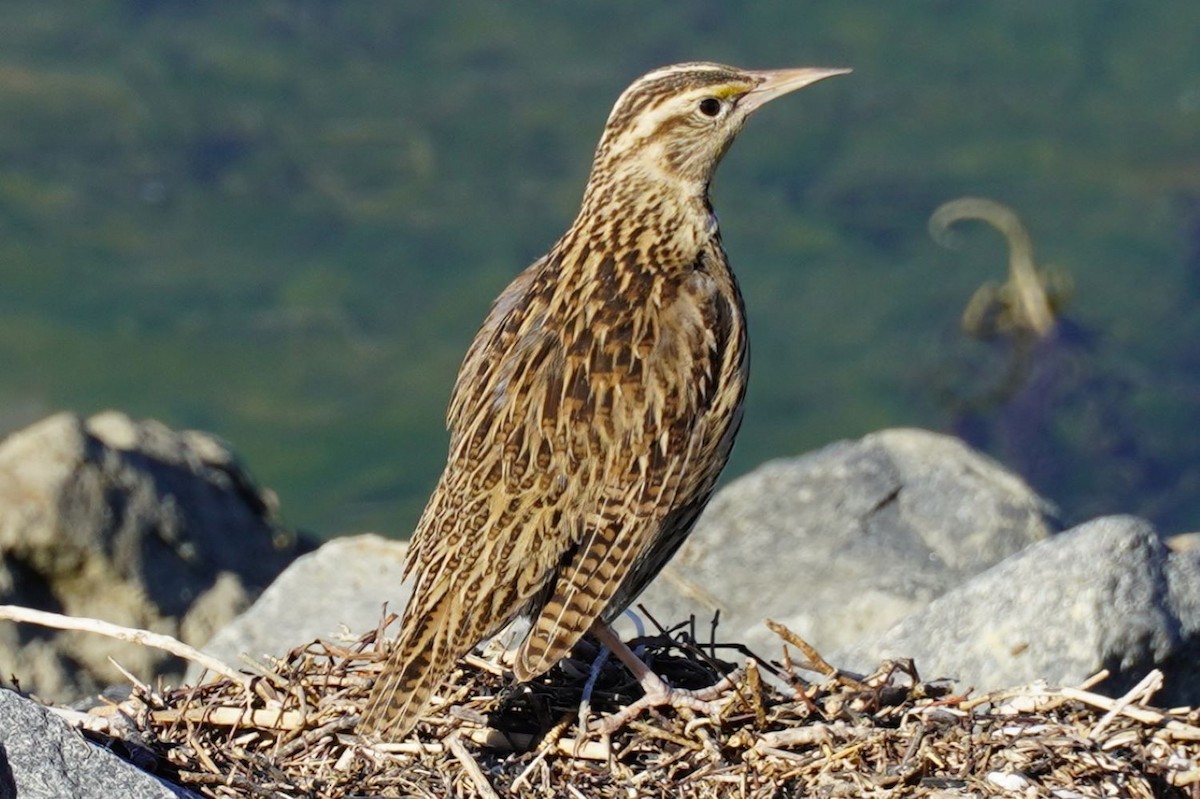 Шпаркос західний - ML645982902