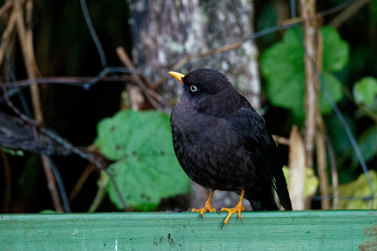 Дрізд коста-риканський - ML645982904