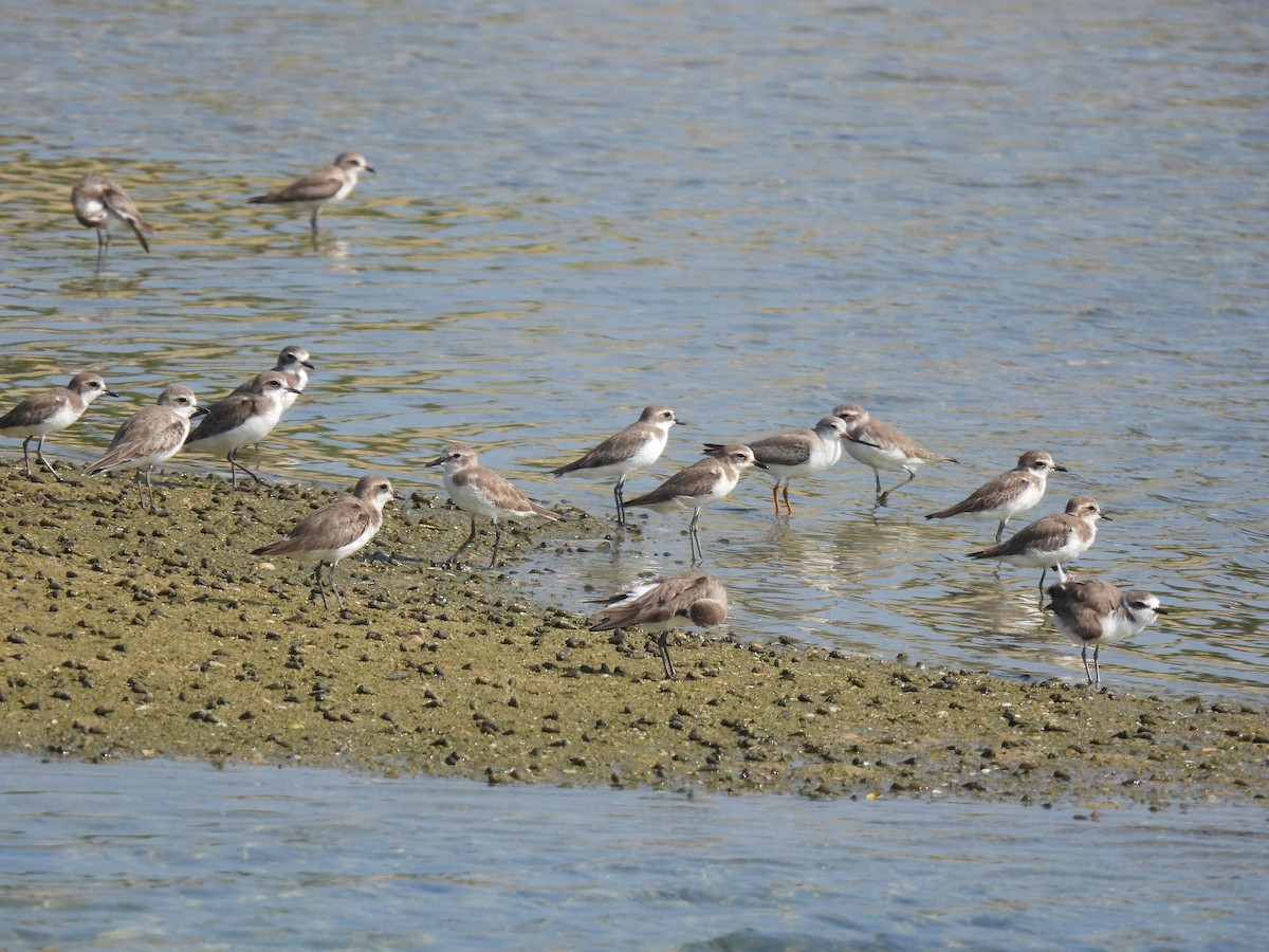 Пісочник тібетський - ML645982905