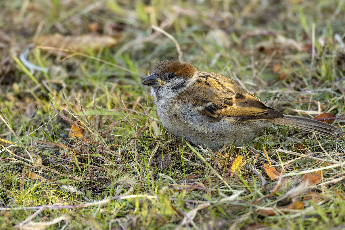 Горобець польовий - ML645982906