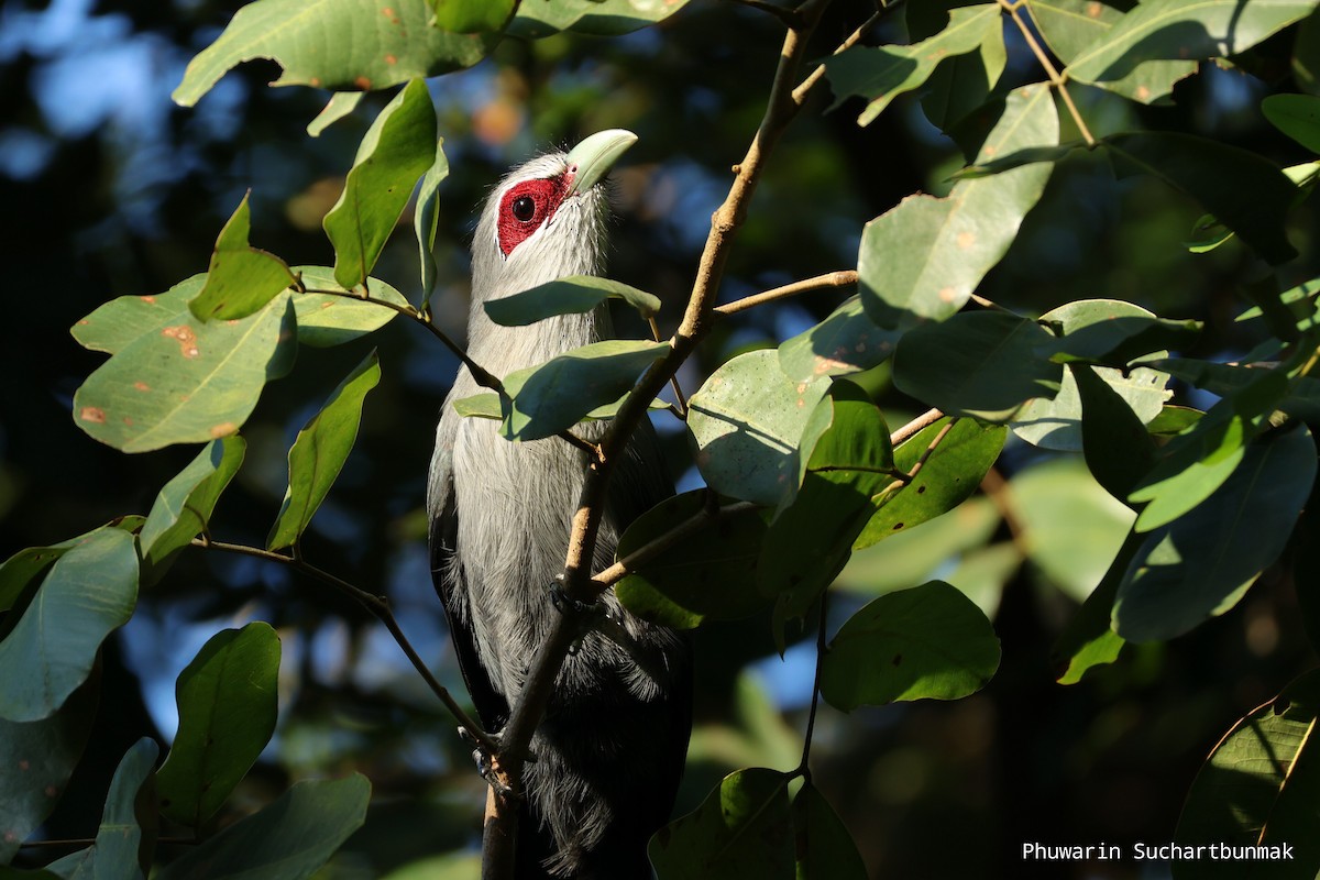 Кокиль - ML645982907