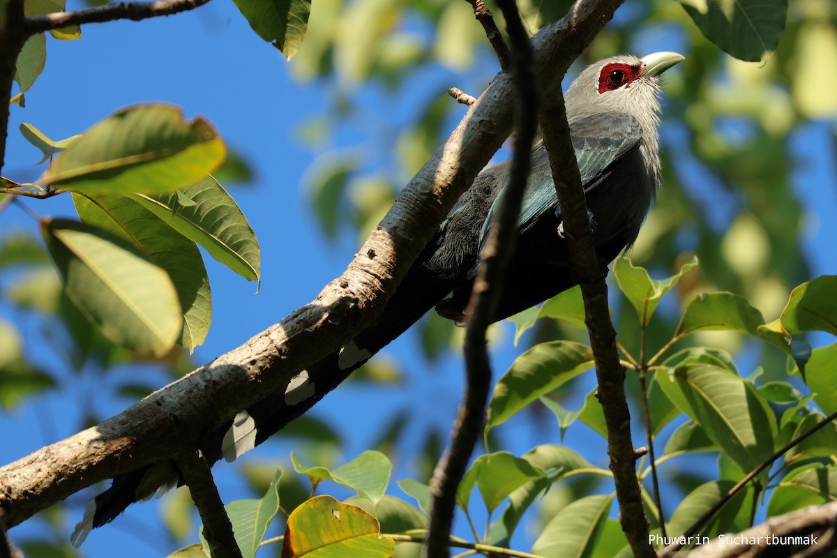 Кокиль - ML645982908