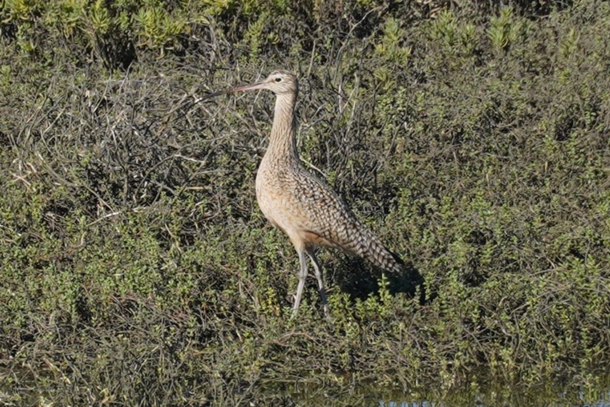 Кульон американський - ML645982909