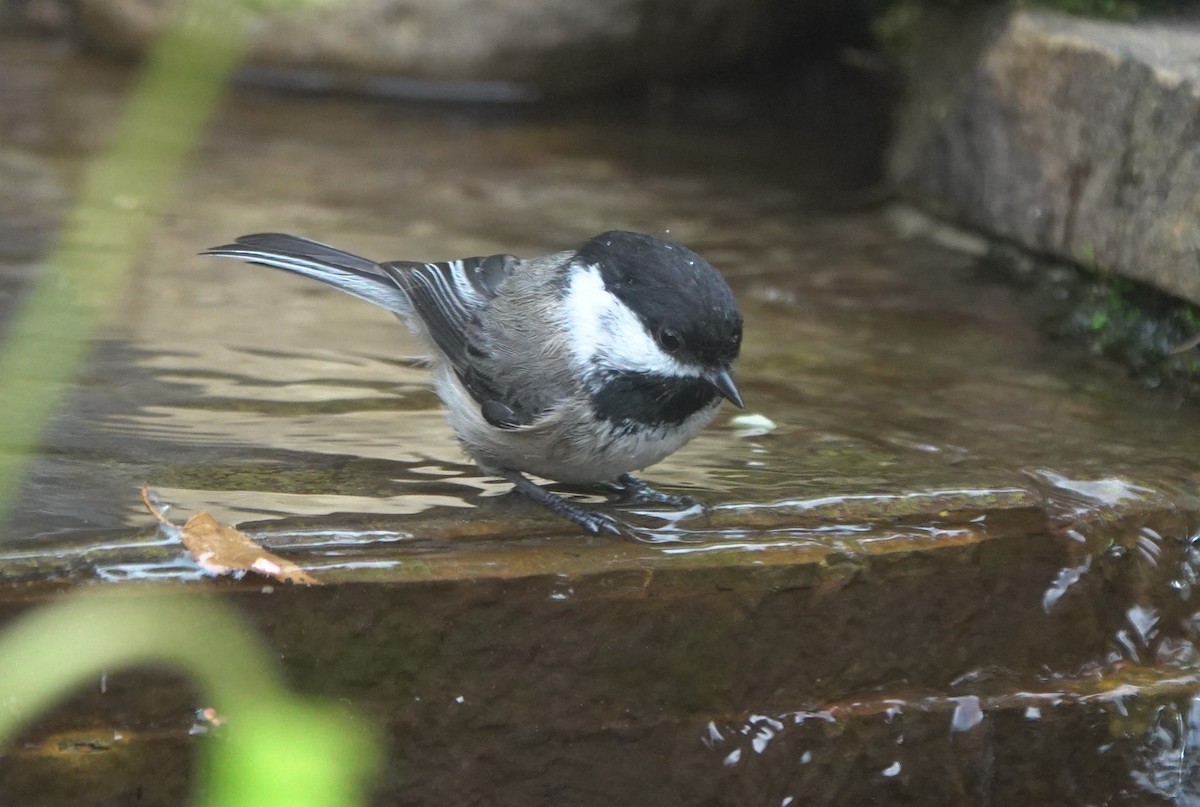 Гаїчка світлокрила - ML645982910